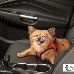 Is It Legal to Leave a Pet Alone in a Cold Car?