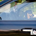 When Shouldn’t You Leave Your Pet or Child in the Car?