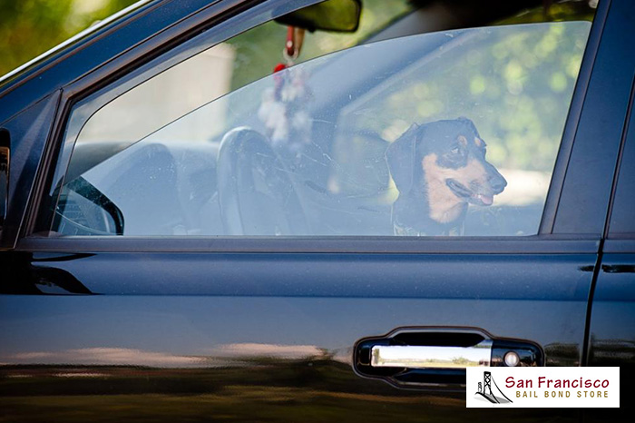 When Shouldn’t You Leave Your Pet or Child in the Car?