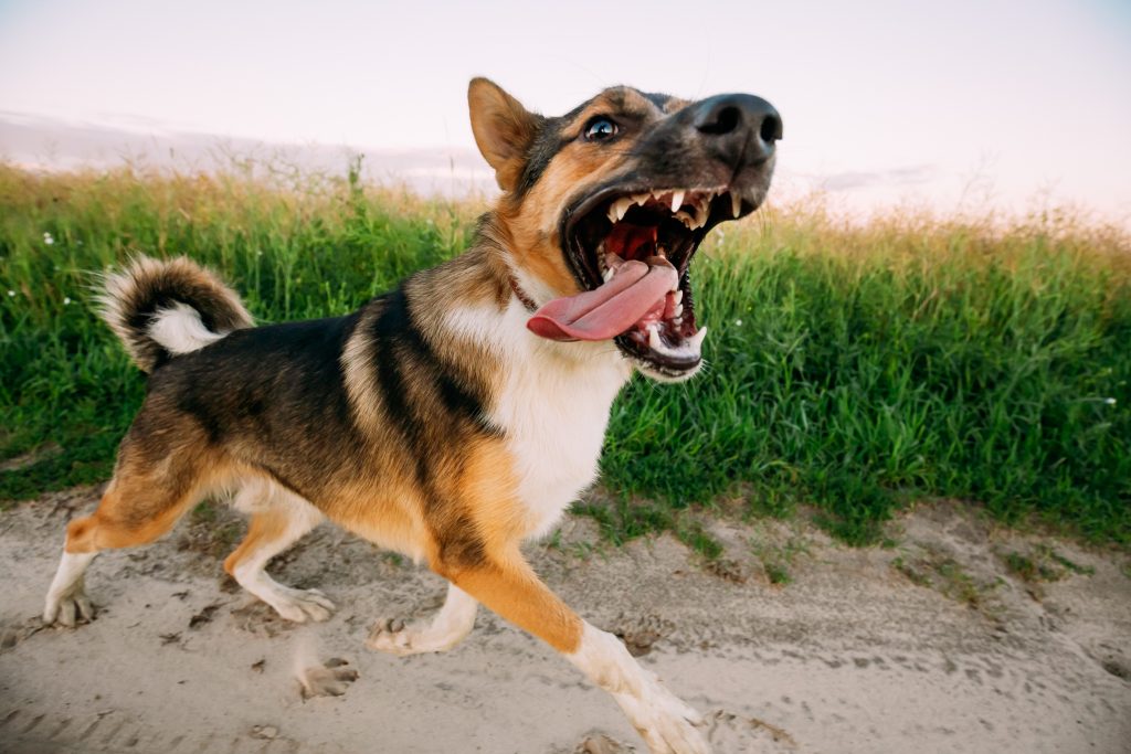 california dog bite laws