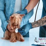 Californias Spay and Neuter Laws